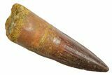 Fossil Spinosaurus Tooth - Real Dinosaur Tooth #349759-1